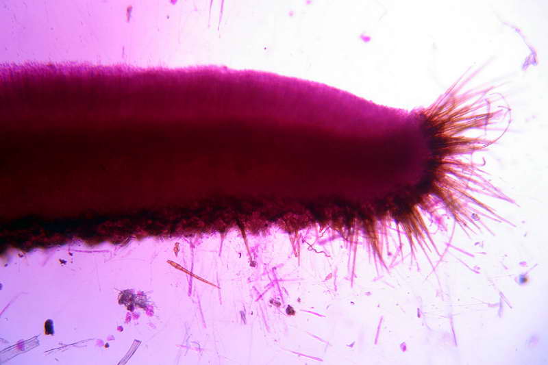 humaria_hemisphaerica_2679_02.jpg