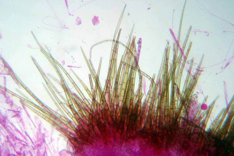 humaria_hemisphaerica_2679_03.jpg