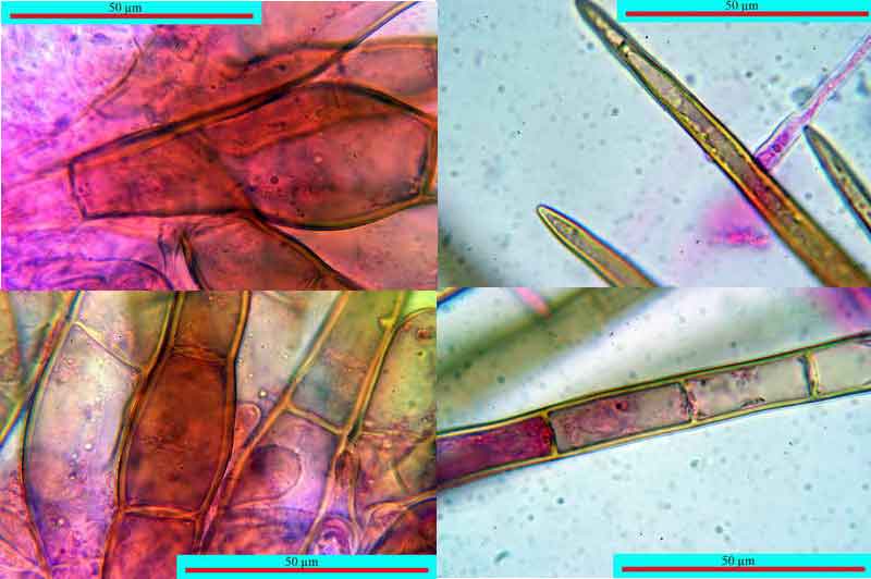 humaria_hemisphaerica_2679_04.jpg