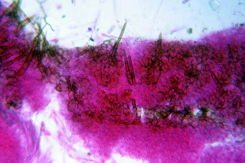 humaria_hemisphaerica_2679_05.jpg