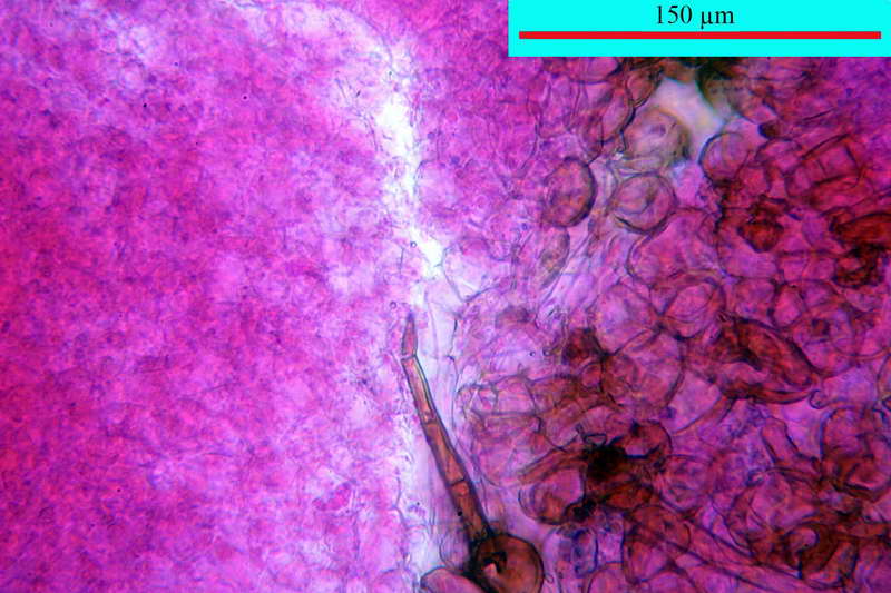 humaria_hemisphaerica_2679_07.jpg