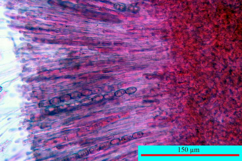 humaria_hemisphaerica_2679_08.jpg