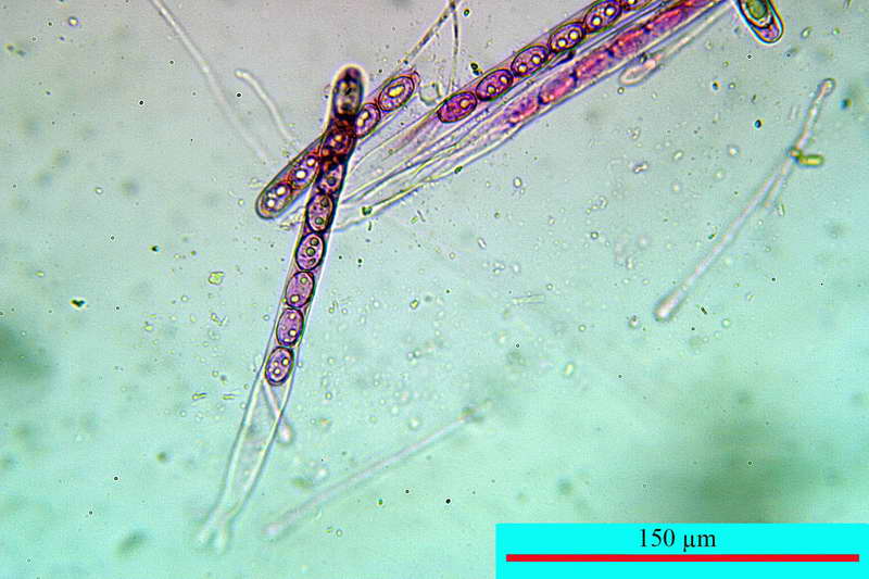 humaria_hemisphaerica_2679_09.jpg