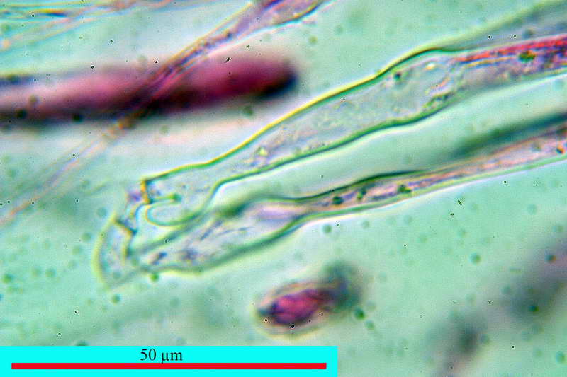 humaria_hemisphaerica_2679_10.jpg