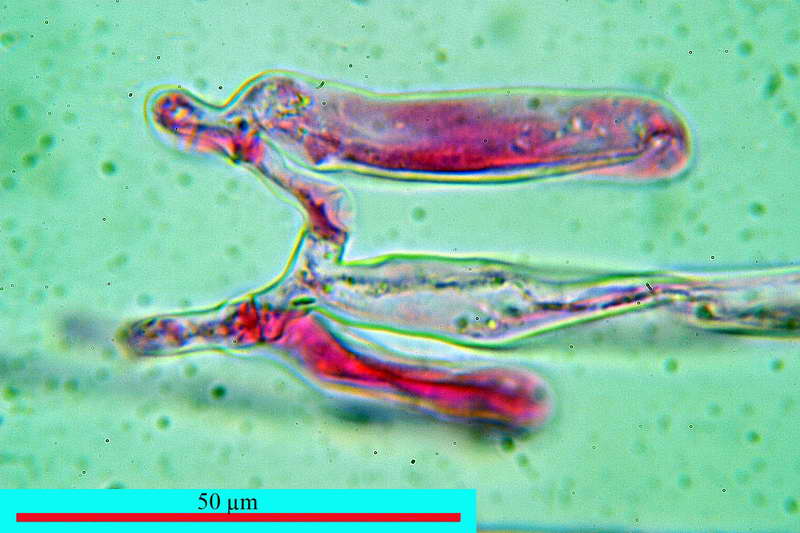 humaria_hemisphaerica_2679_11.jpg