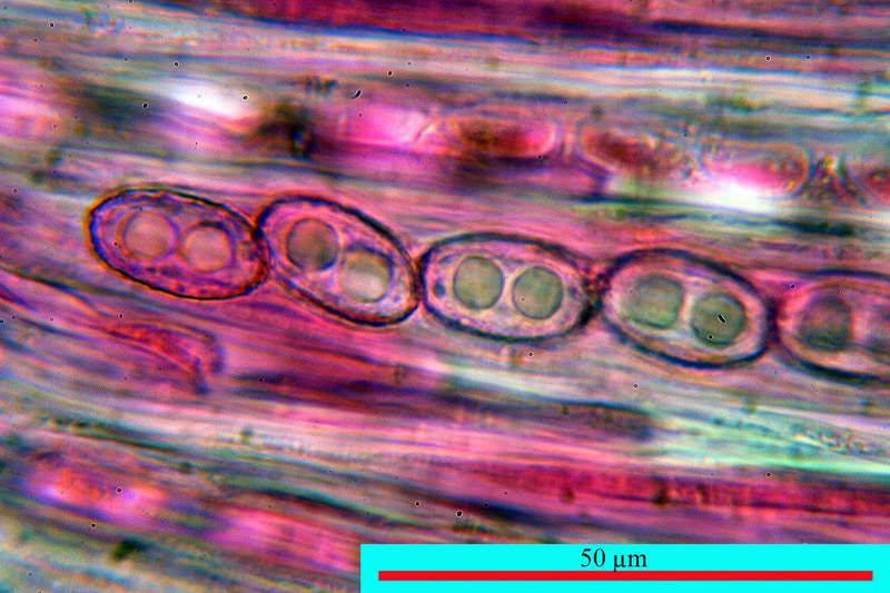 humaria_hemisphaerica_2679_13.jpg