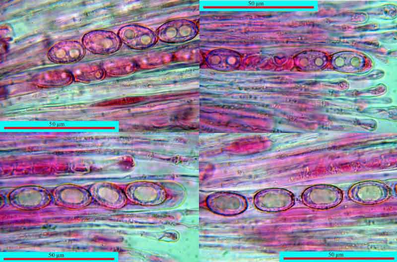 humaria_hemisphaerica_2679_12.jpg