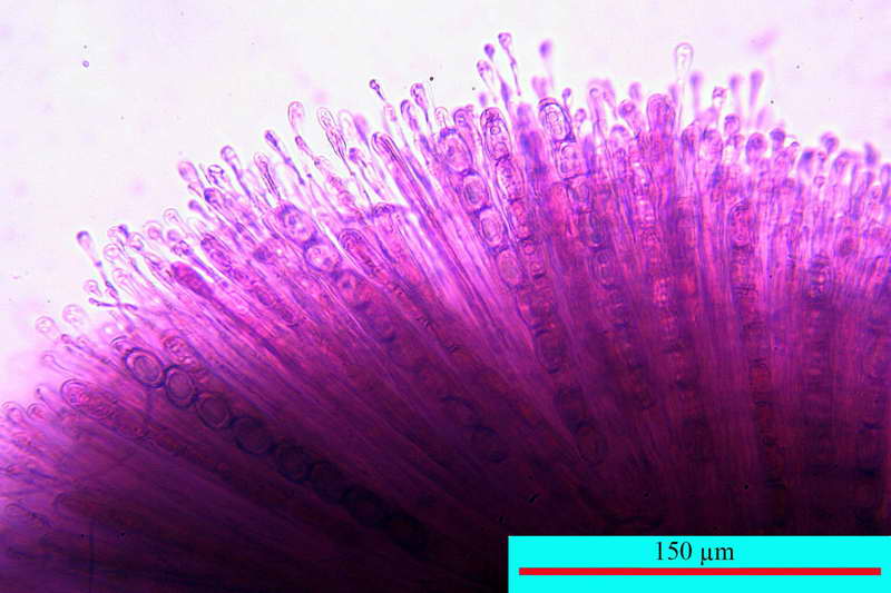 humaria_hemisphaerica_2679_14.jpg