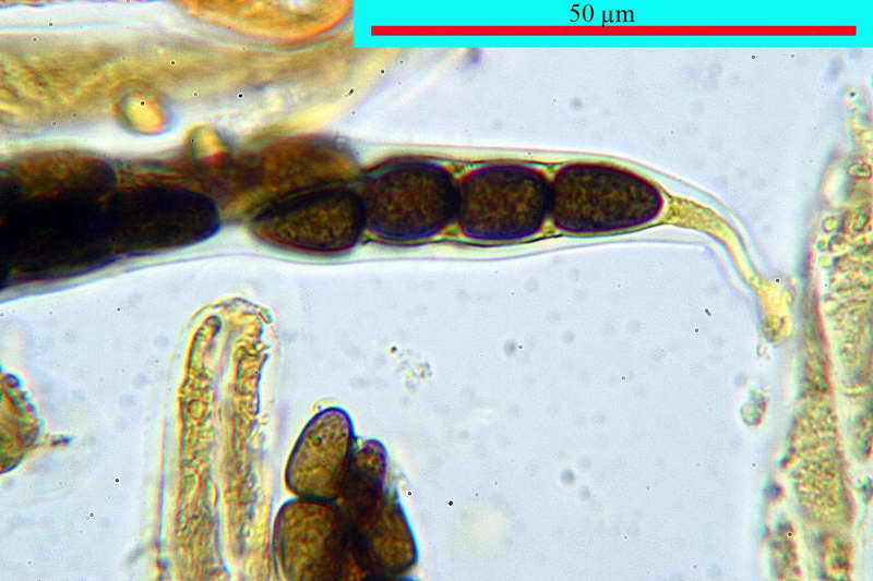 sporomiella_minimoides_2689_37.jpg