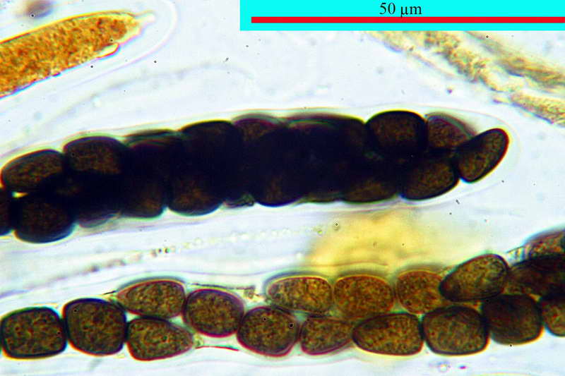 sporomiella_minimoides_2689_31.jpg