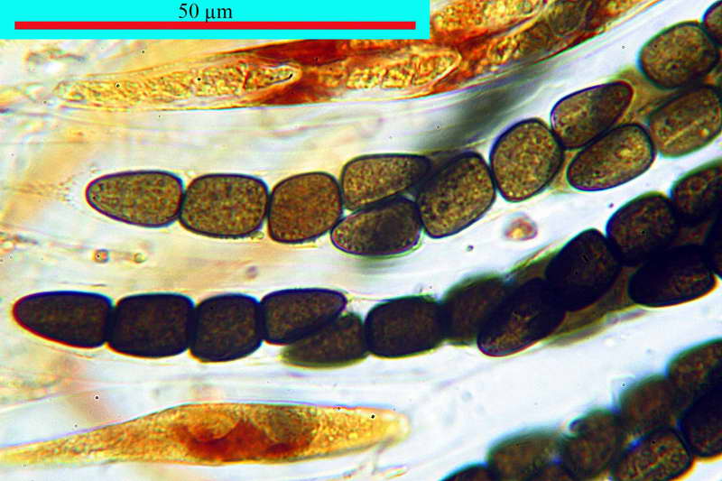sporomiella_minimoides_2689_14.jpg