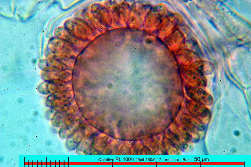 oedocephalum_glomerulosum__07.jpg