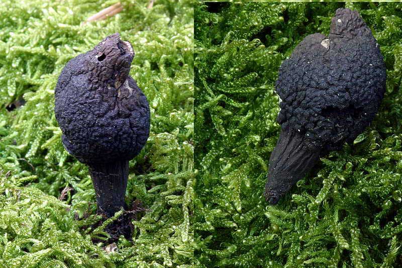 xylaria_polymorpha_2708_01.jpg