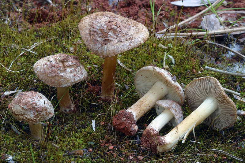 inocybe_vulvida_var_subserotina_2718_01.jpg