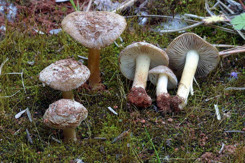 inocybe_vulvida_var_subserotina_2718_03.jpg