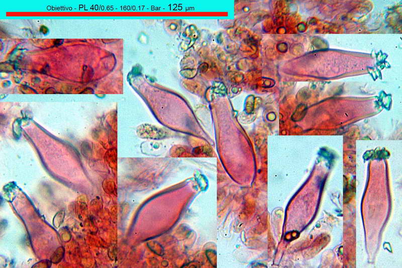 inocybe_vulvida_var_subserotina_2718_16.jpg