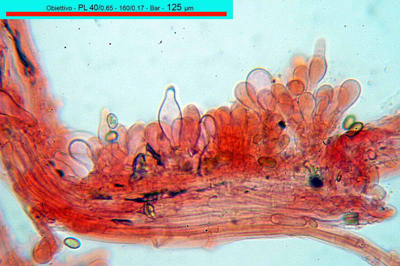 inocybe_vulvida_var_subserotina_2718_19.jpg