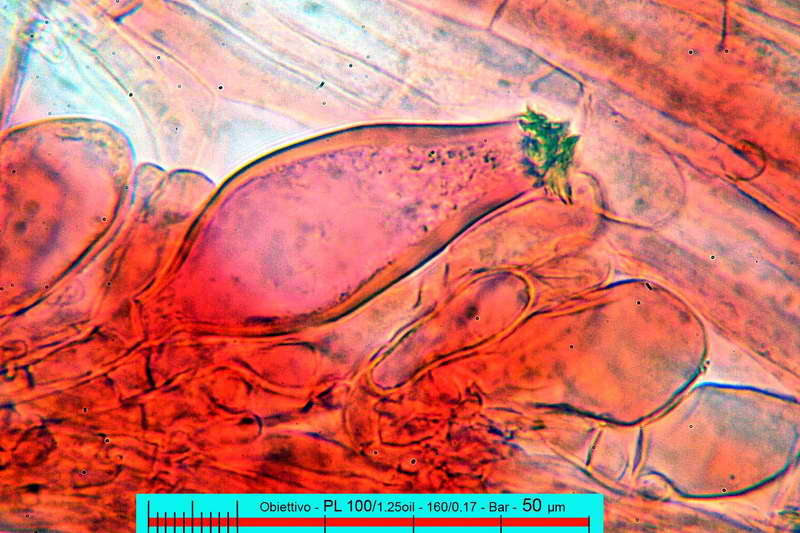 inocybe_vulvida_var_subserotina_2718_25.jpg