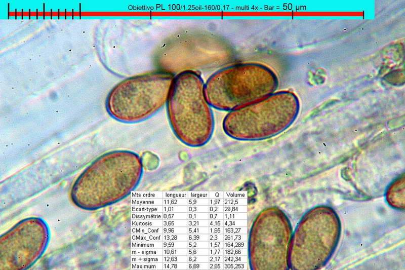 inocybe_vulvida_var_subserotina_2718_35.jpg