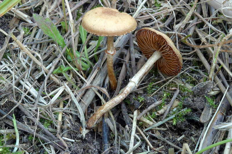 conocybe_aporos_2719_02.jpg