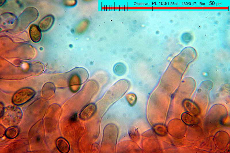 conocybe_aporos_2719_03.jpg