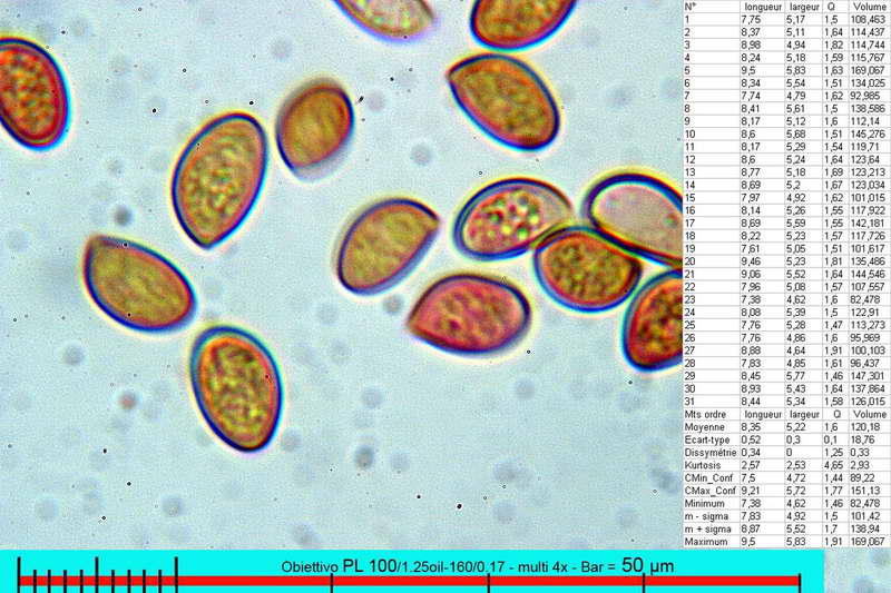 conocybe_aporos_2720_17.jpg