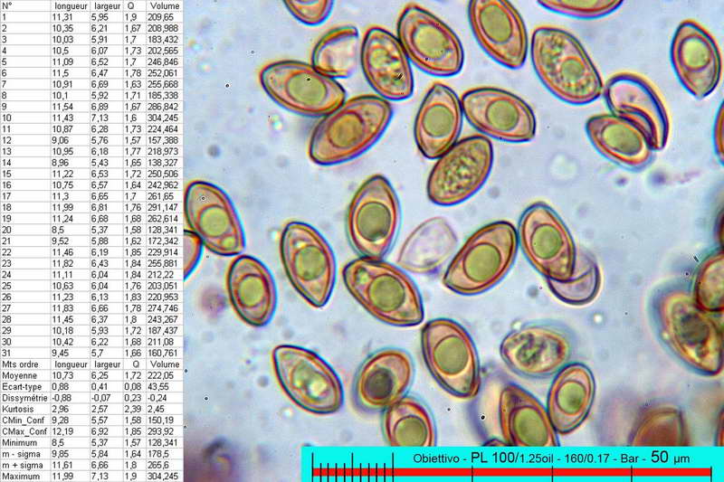 agrocybe_erebia16.jpg