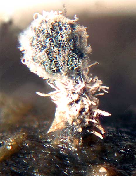 chaetomium_bostrychodes_2732_01.jpg