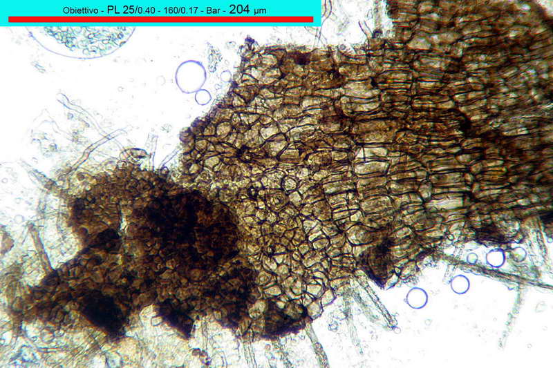 chaetomium_bostrychodes_2732_02.jpg