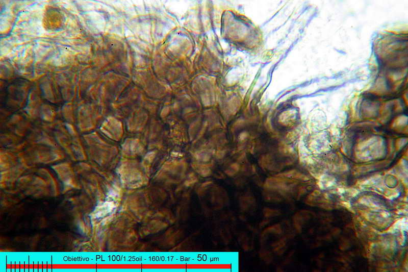 chaetomium_bostrychodes_2732_07.jpg