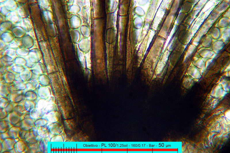 chaetomium_bostrychodes_2732_09.jpg