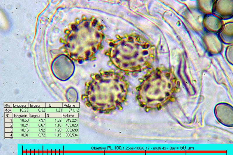 chaetomium_robustum_2742_24.jpg