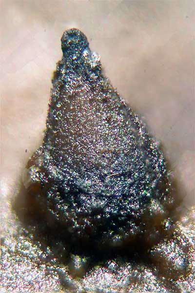 microscopiche003.jpg