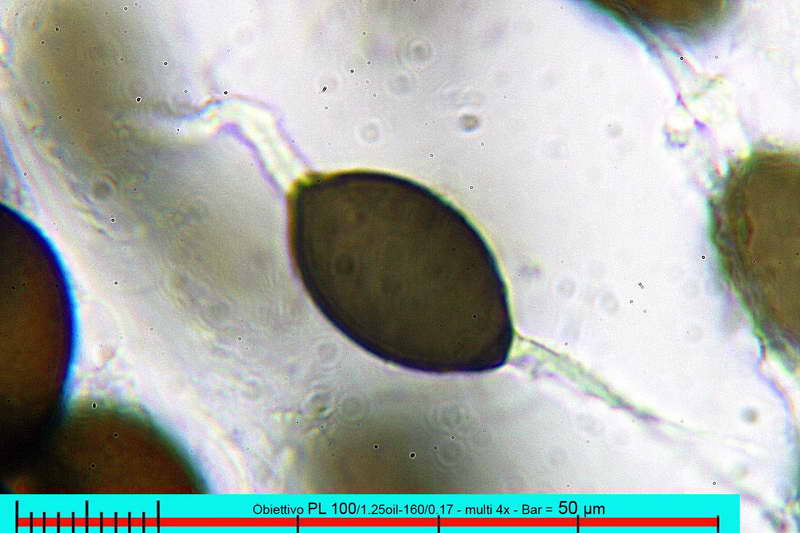 microscopiche008.jpg