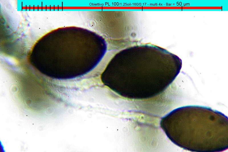 microscopiche007.jpg