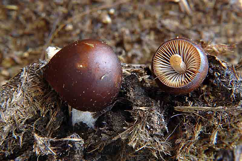 psathyrella_prona_var_utriformis_01.jpg