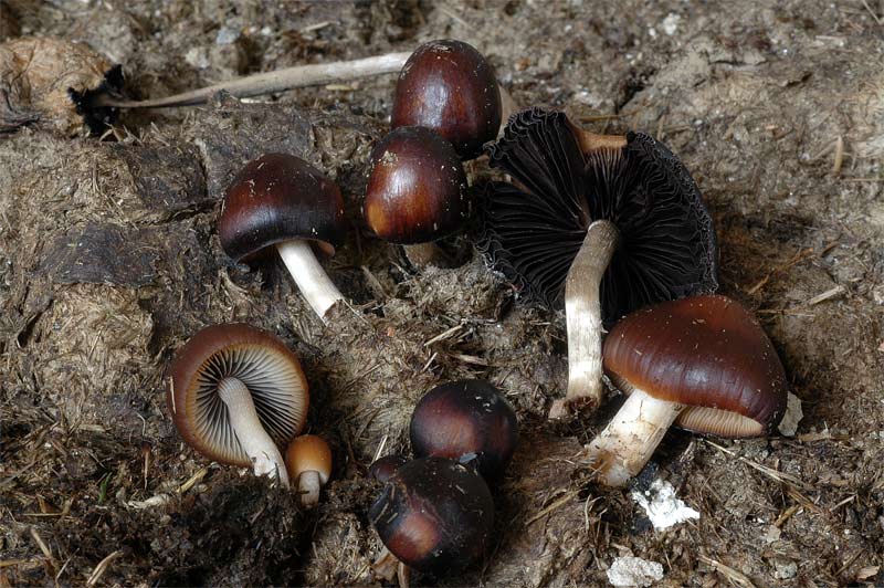 psathyrella_prona_var_utriformis_02.jpg