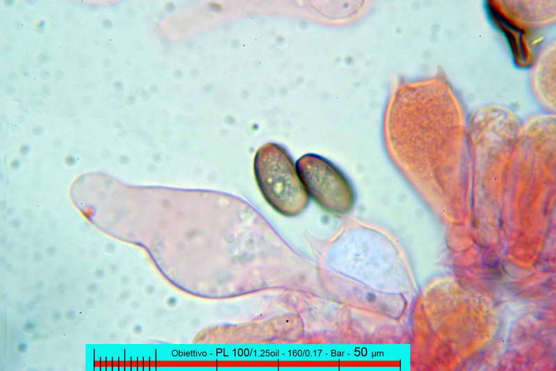 _utriformis_10.jpg