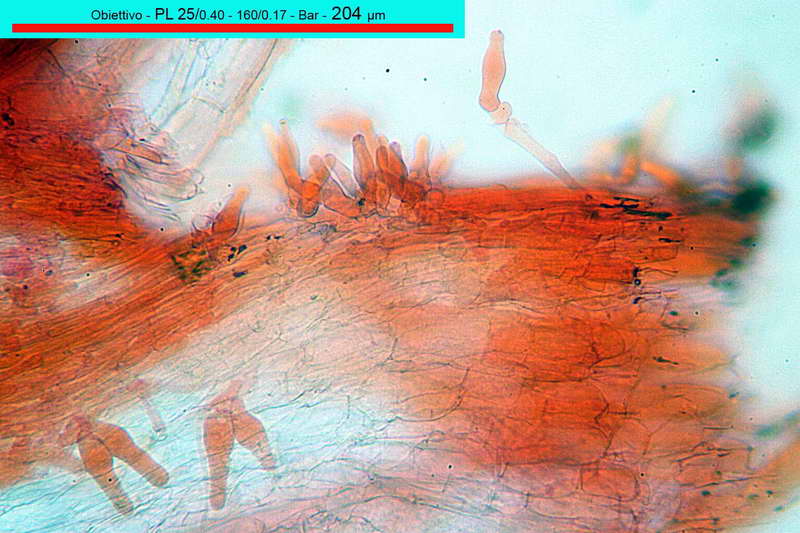 _utriformis_15.jpg