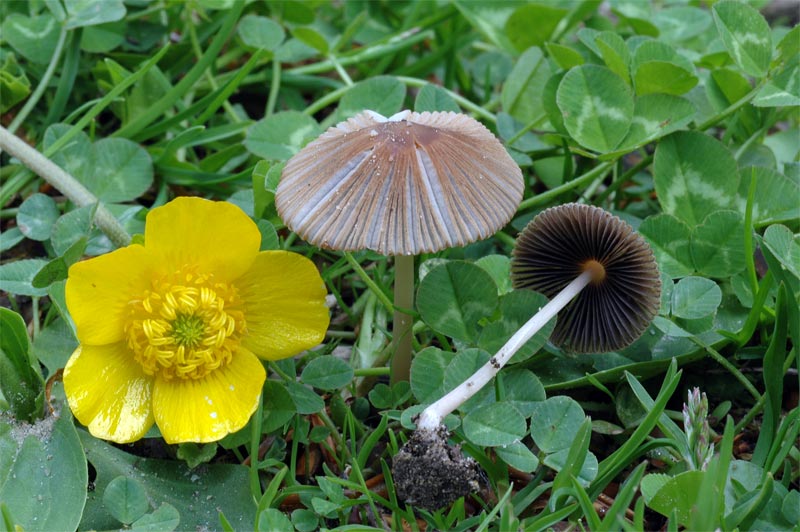 coprinus_auricomus_2753_01.jpg