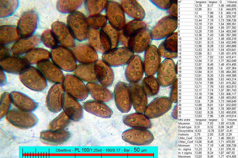 coprinus_auricomus_2753_06.jpg