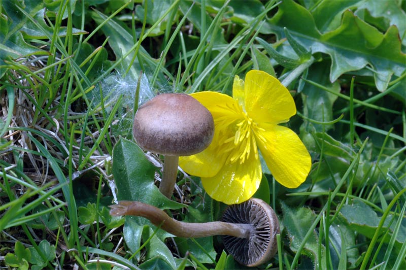 panaeolus_ater_2757_02.jpg