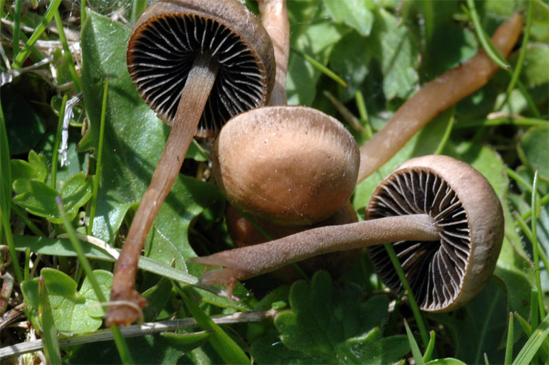 panaeolus_ater_2757_03.jpg