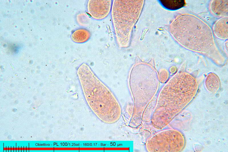 panaeolus_ater_2757_16.jpg