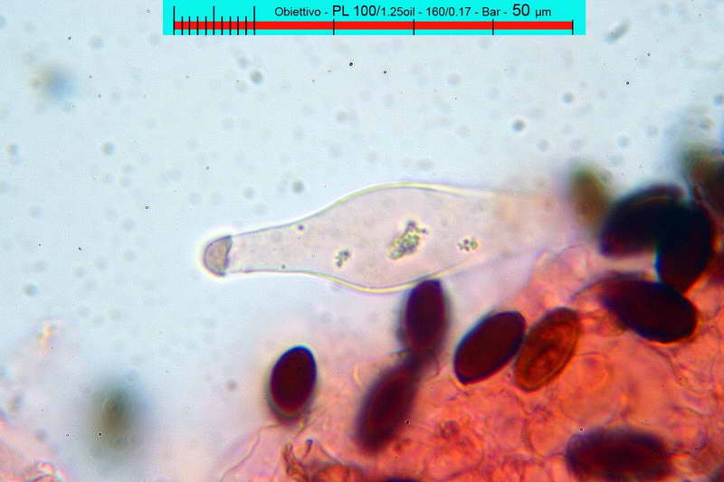 psathyrella_pseudogracilis_2809_10.jpg