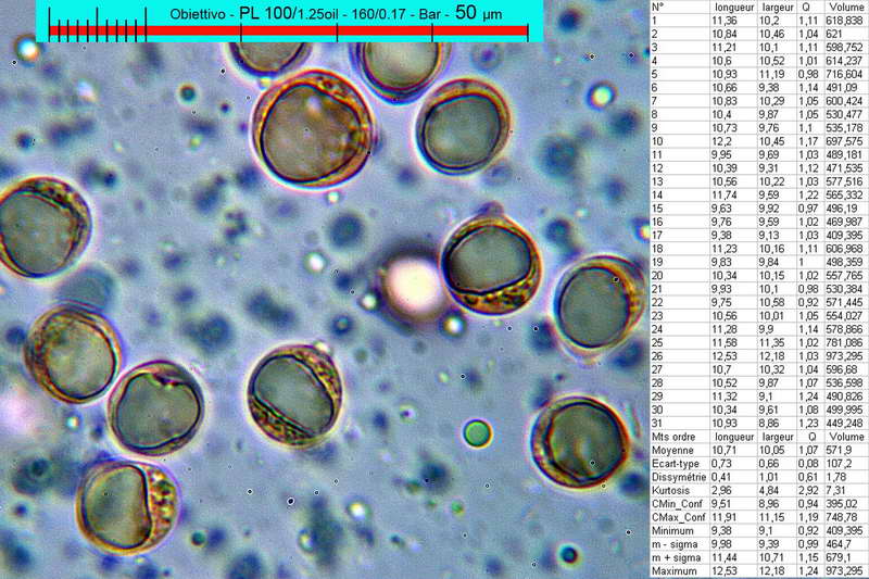 amanita_submembranacea_2819_25.jpg