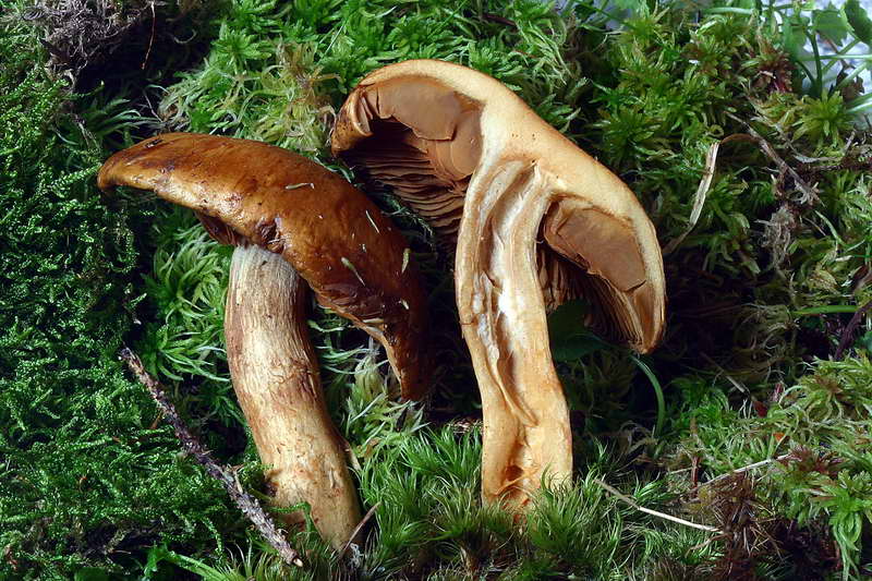 cortinarius_subtorvus_2845_01.jpg