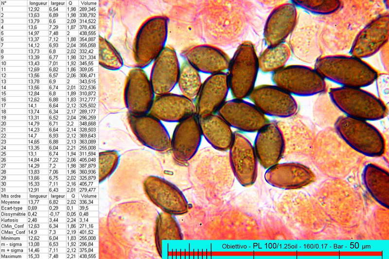 psathyrella_badiophylla_2861_50.jpg