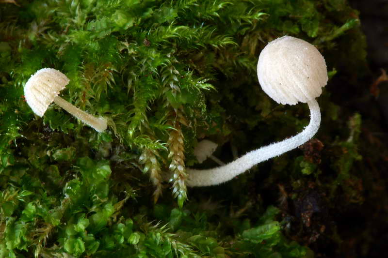 mycena_corynephora_2864_02.jpg