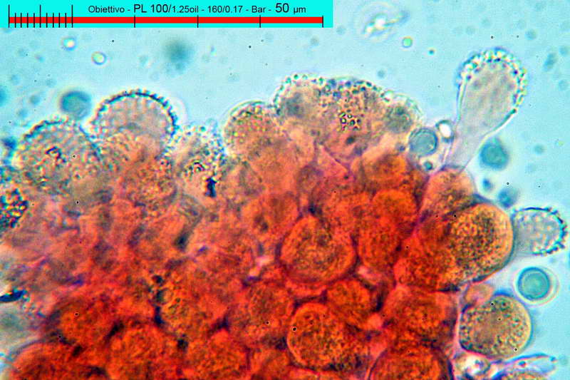 mycena_corynephora_2864_13.jpg